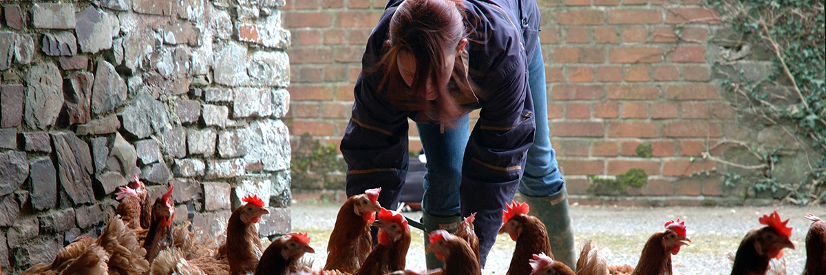 British Hen Welfare Trust