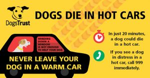 Dogs Trust DDIHC infographic